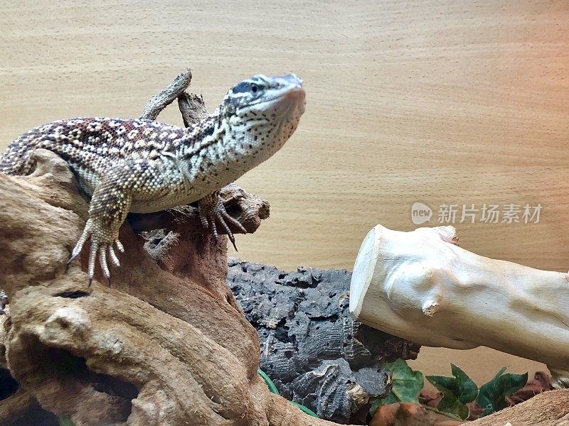 阿基矮巨蜥(Varanus acanthurus)在热灯下在一个胎养箱中变暖